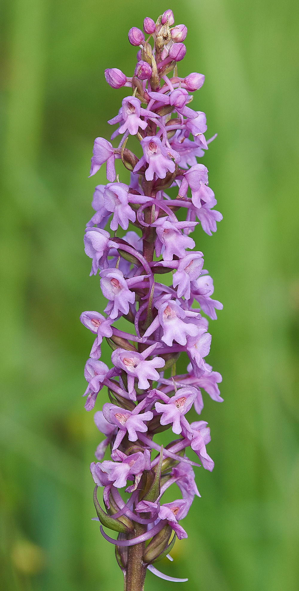 NoarHillChalkFragrantOrchid210618-2