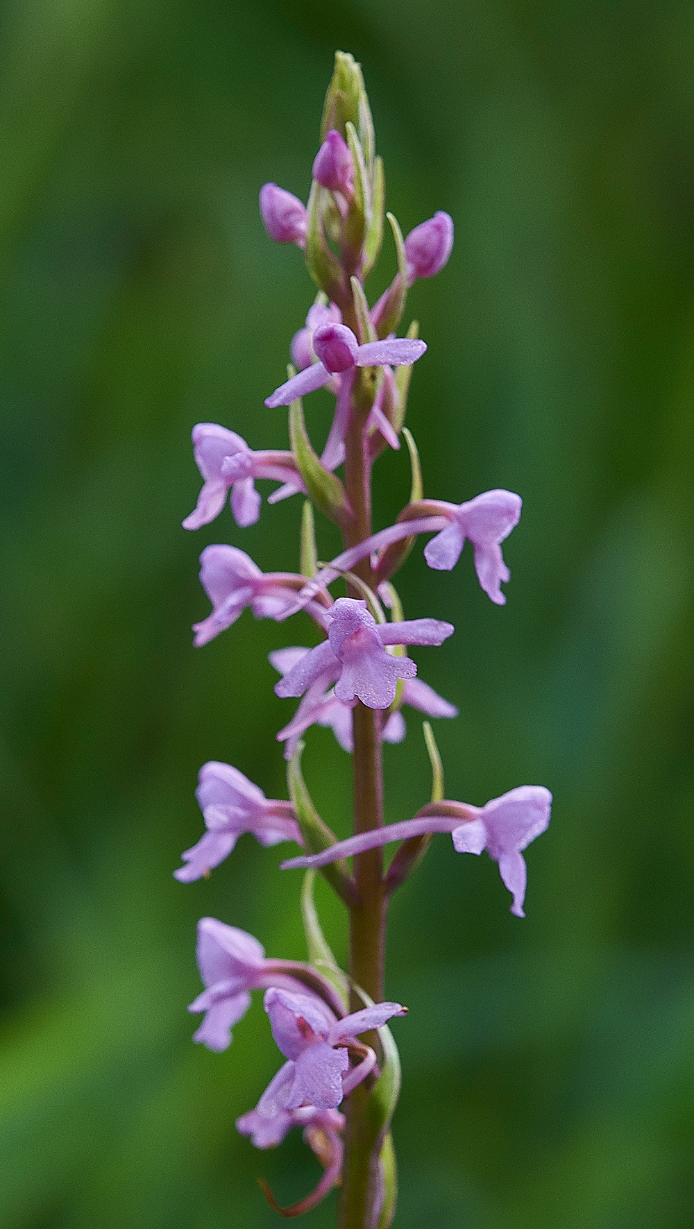 NoarHillChalkFragrantOrchid210618-3