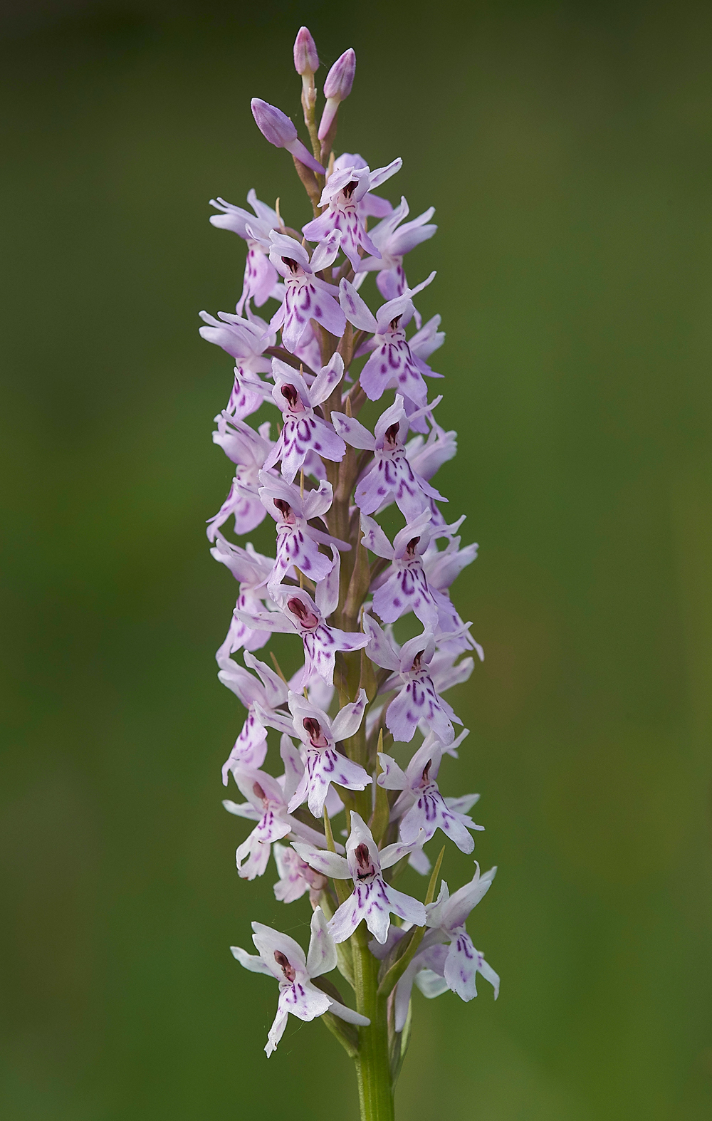 NoarHillCommonSpottedorchid210618-1