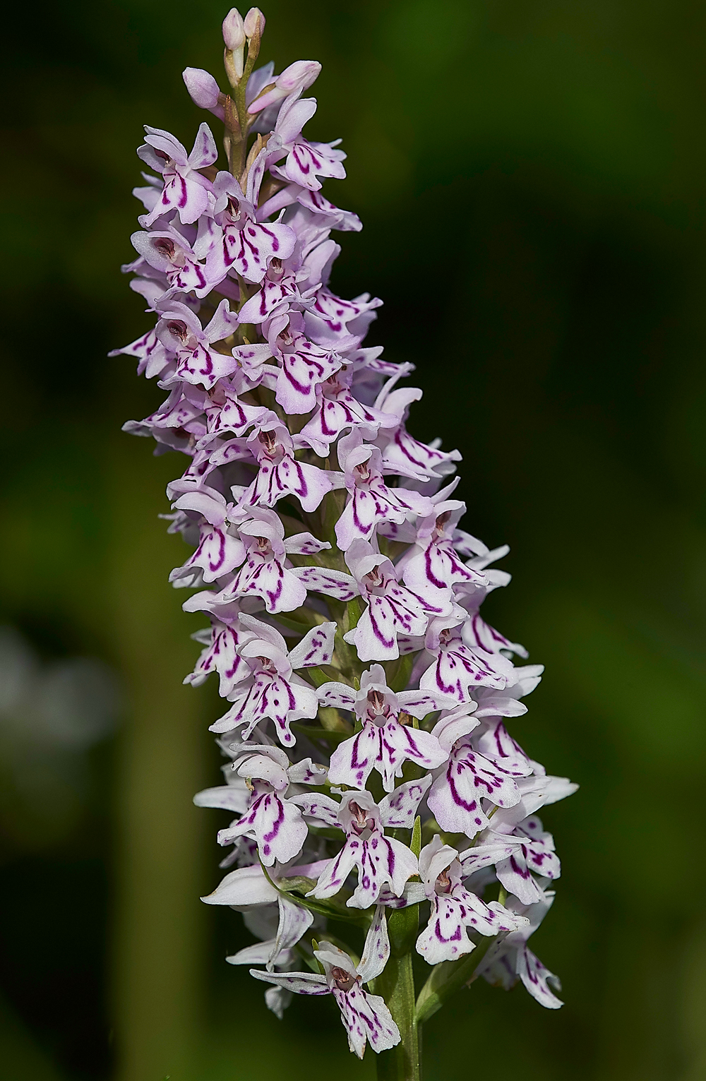 NoarhIllCommonSPottedOrchid210618-2