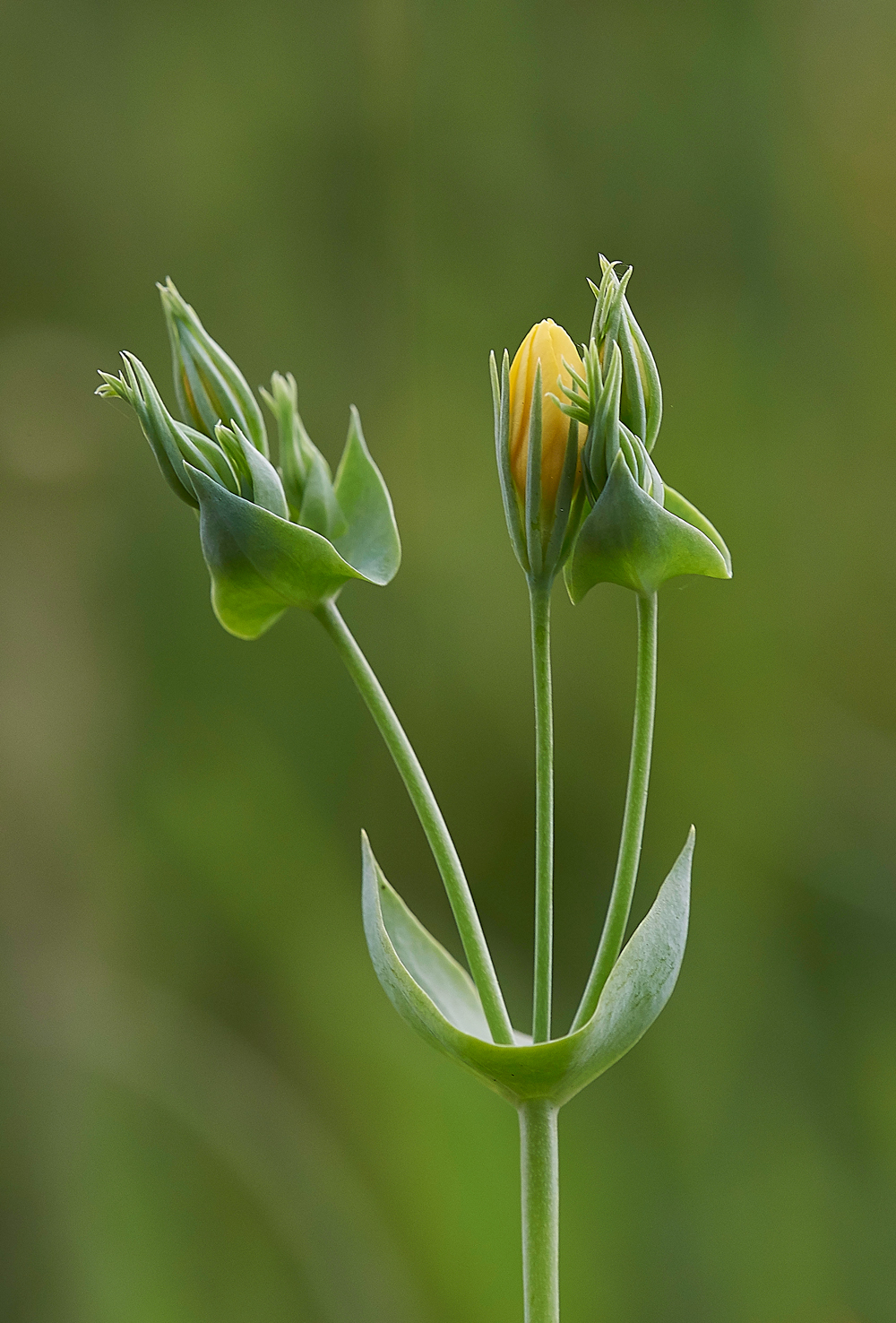 NoarHillFlower250618-1