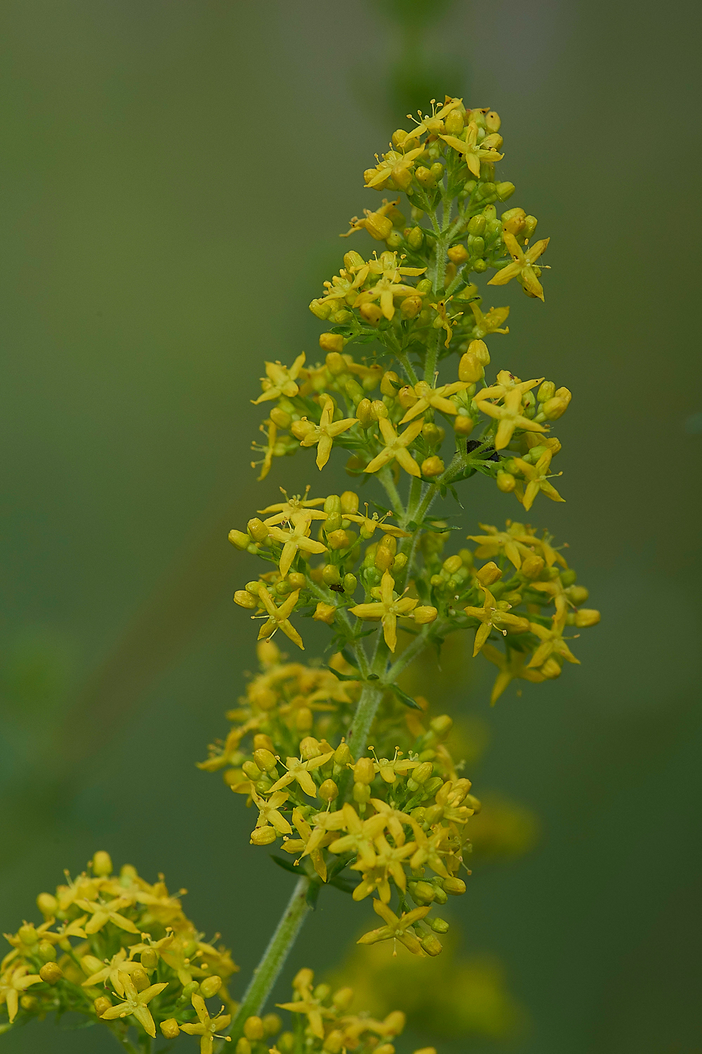 NoarHillLady&#39;sMantle210618-1