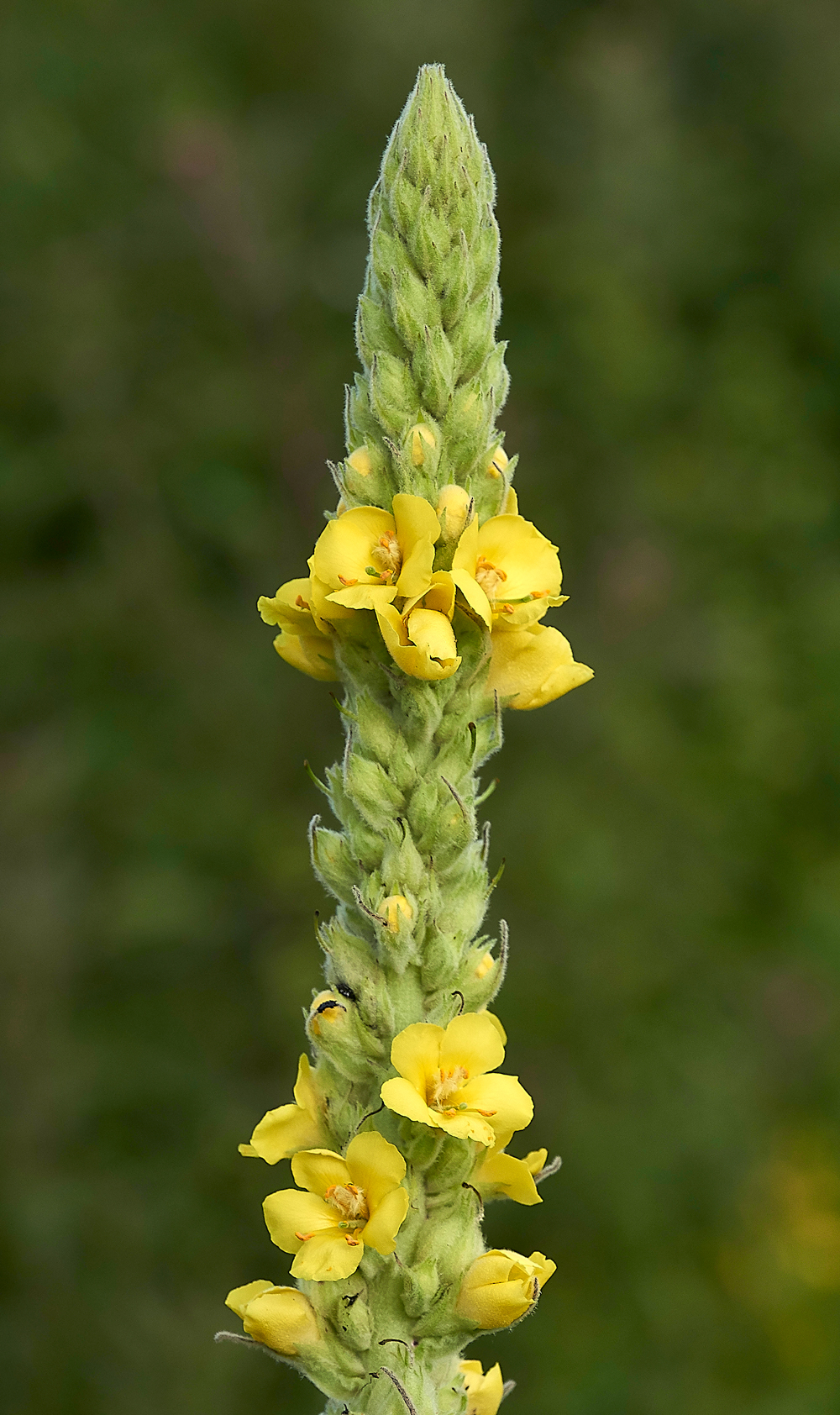 NoarHillMullein210618-1