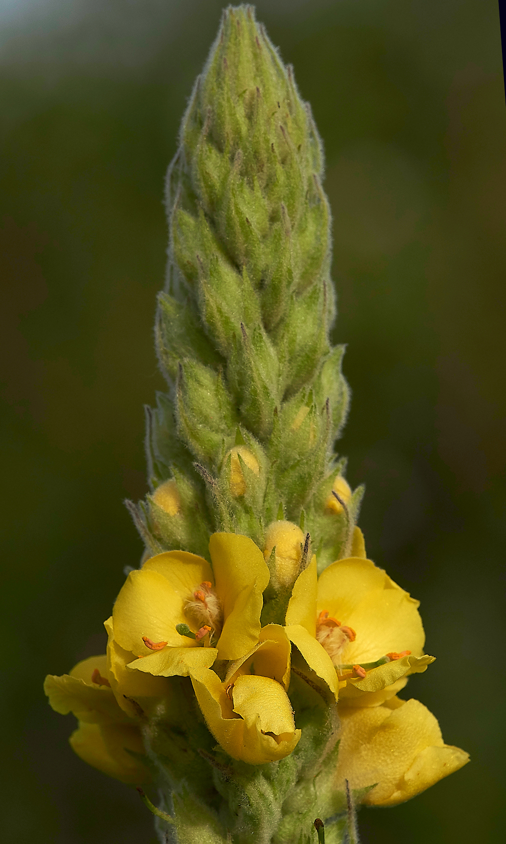 NoarHillMullein210618-2