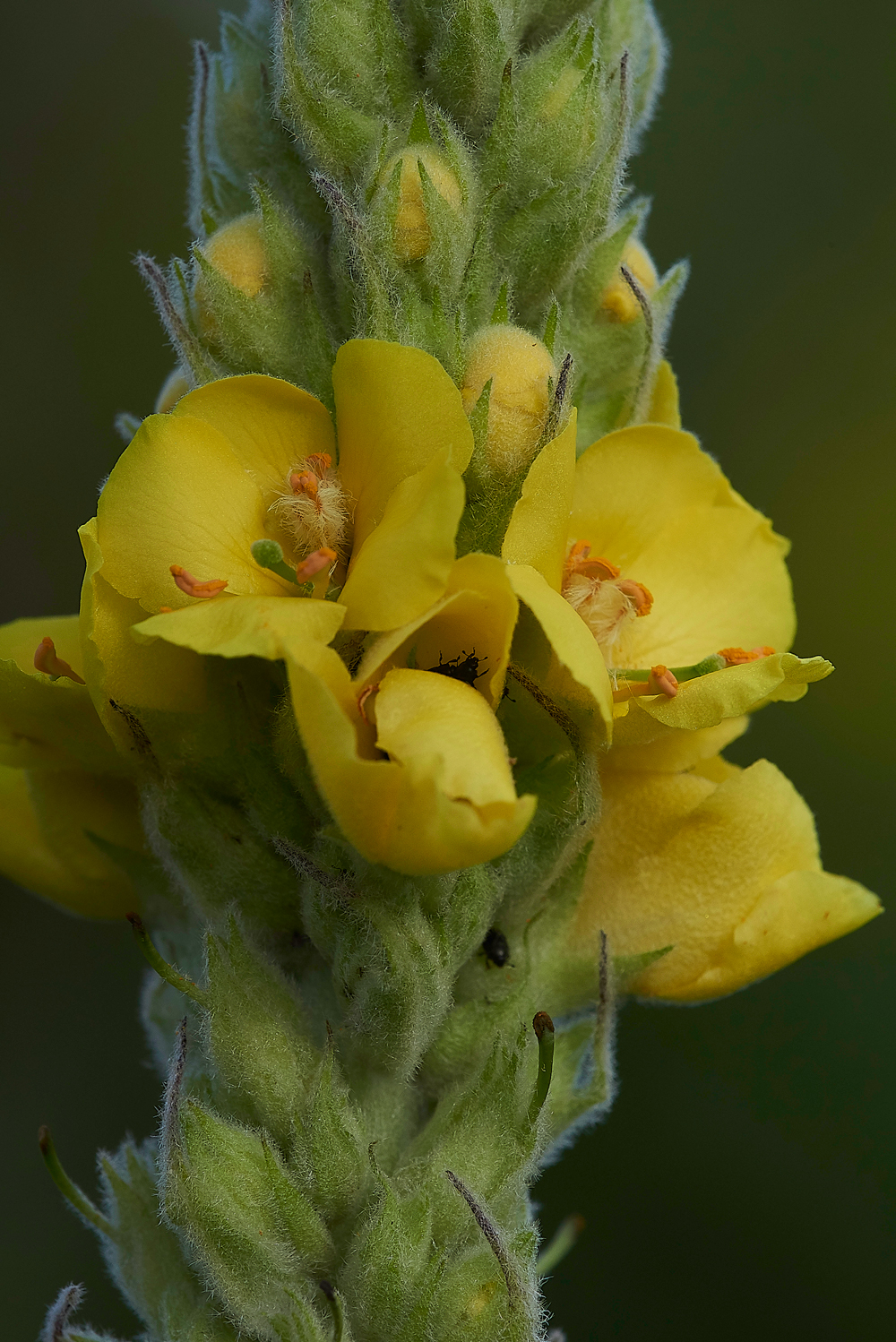 NoarHillMullein210618-3
