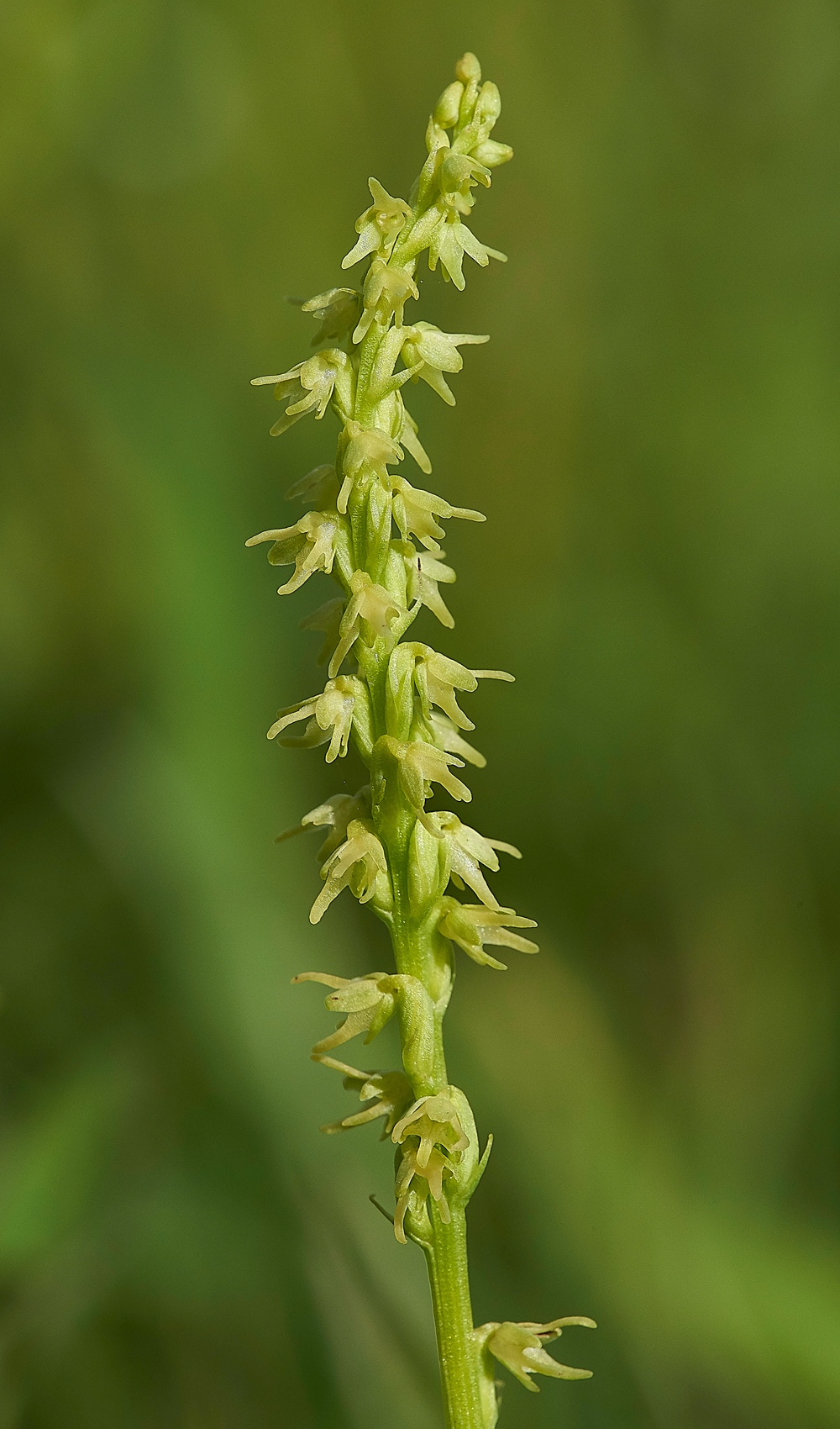 NoarHillMuskOrchid210618-1