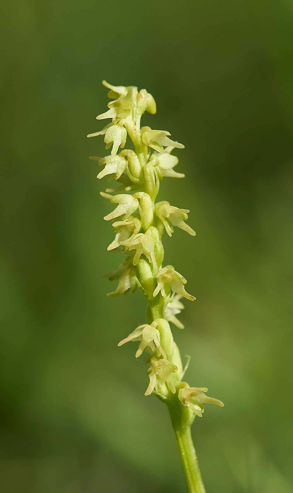 NoarHillMuskOrchid210618-2