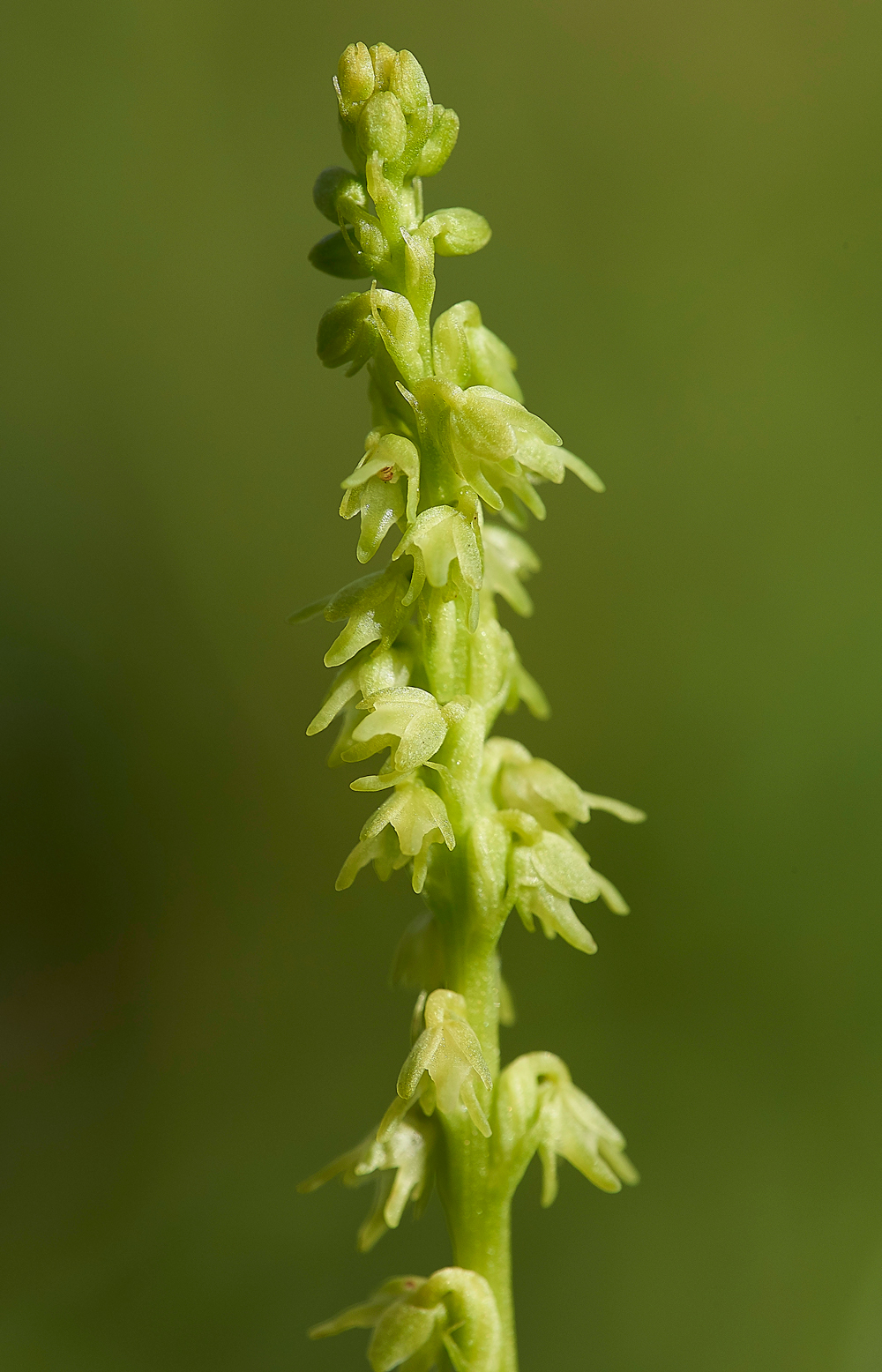 NoarHillMuskOrchid210618-3