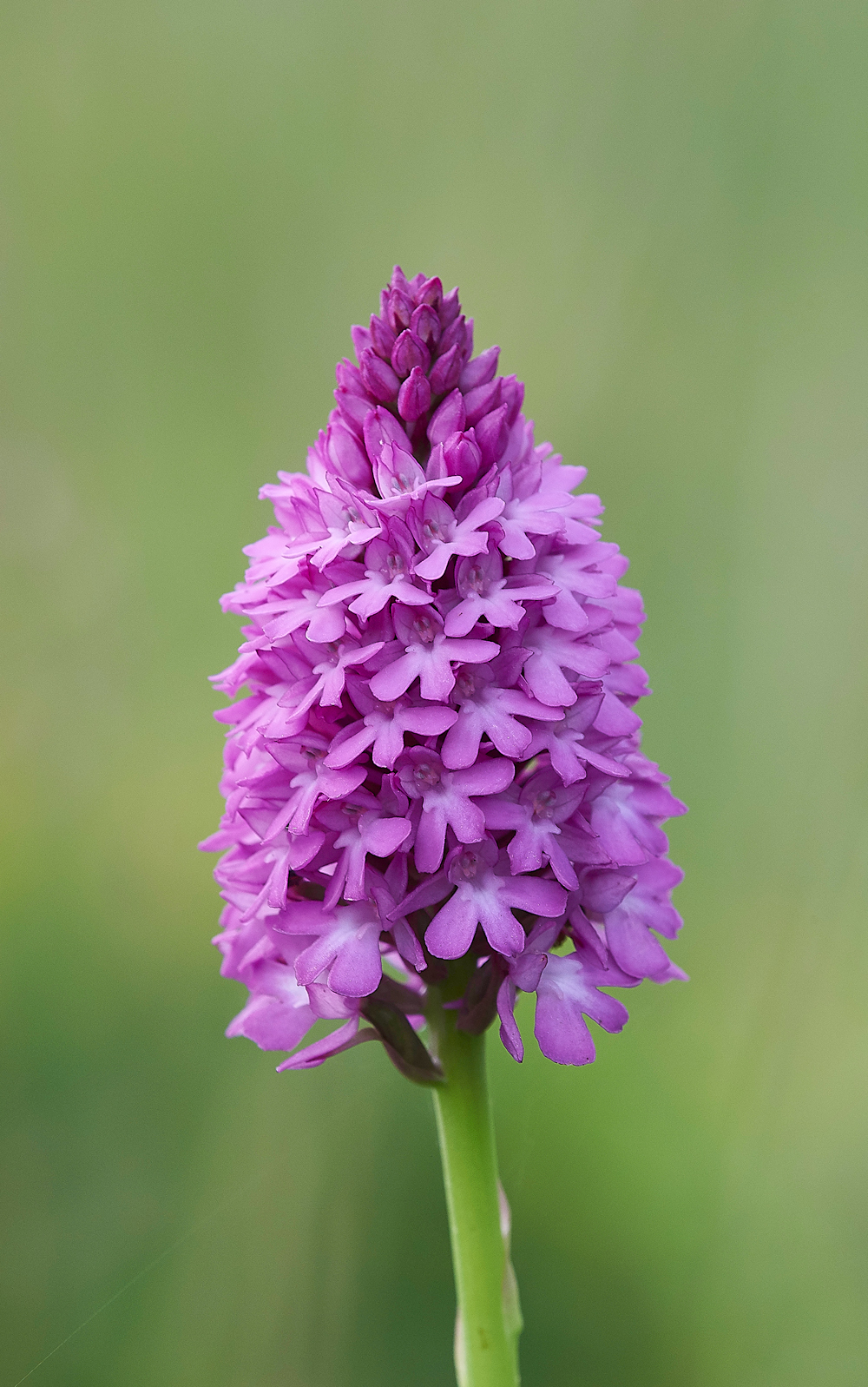 NoarHillPyramidalOrchid240618-2