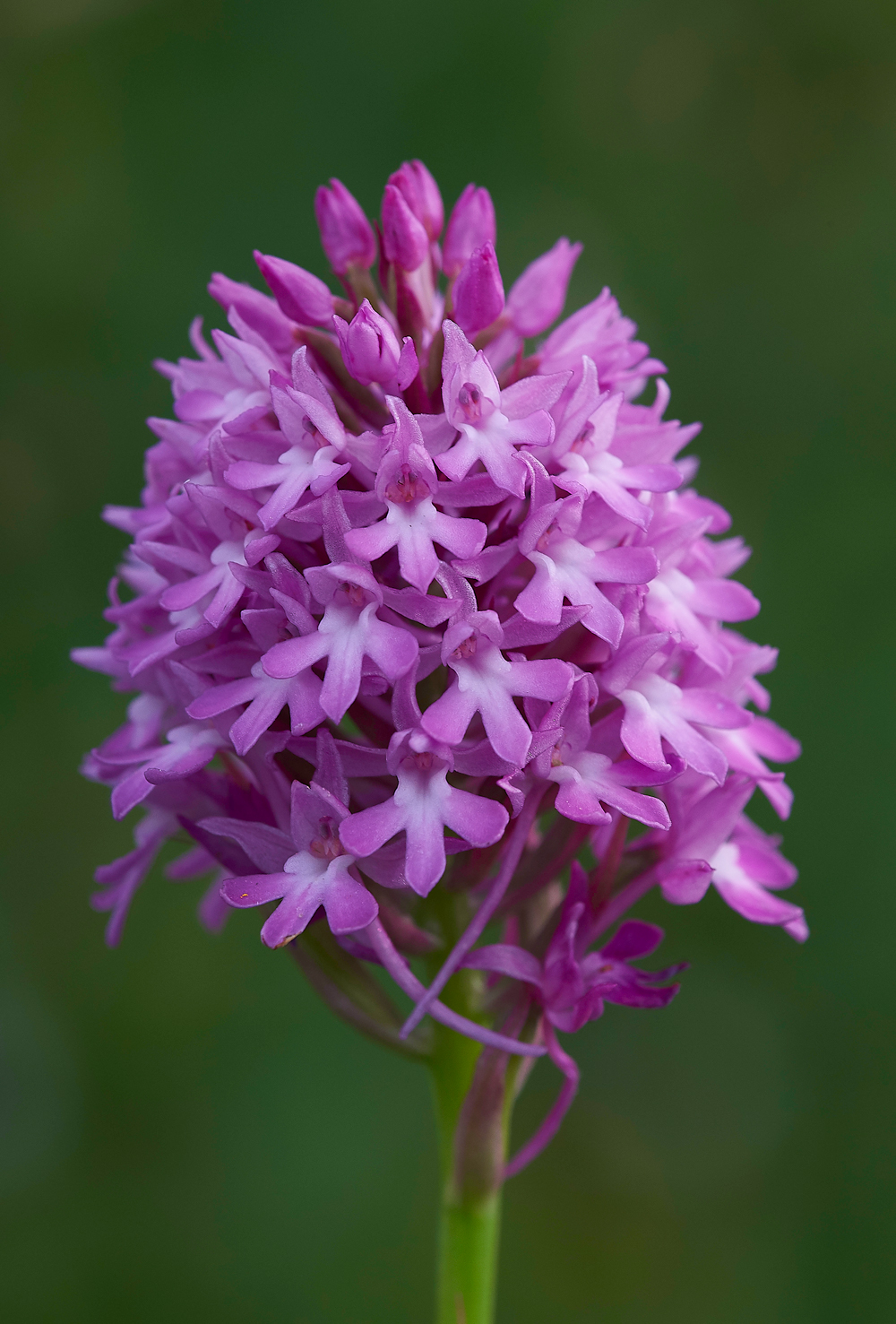 NoarHillPyramidalOrchid240618-3
