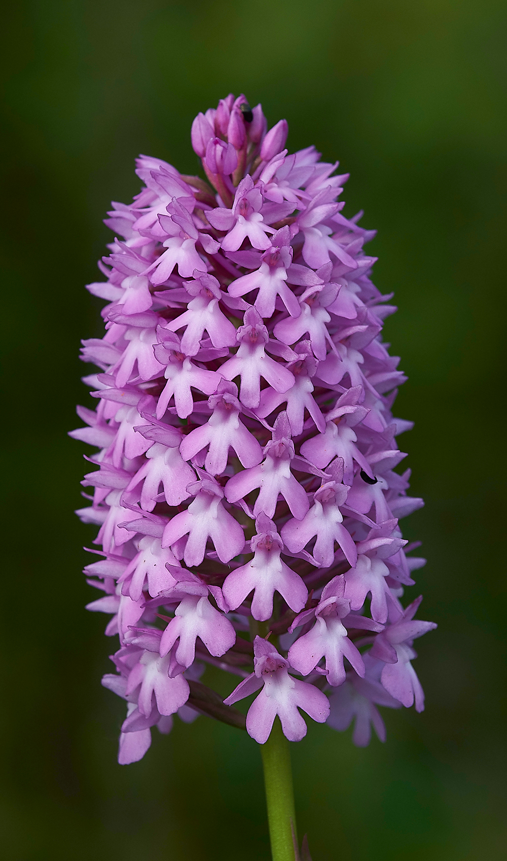 NoarHillPyramidalOrchid240618-4