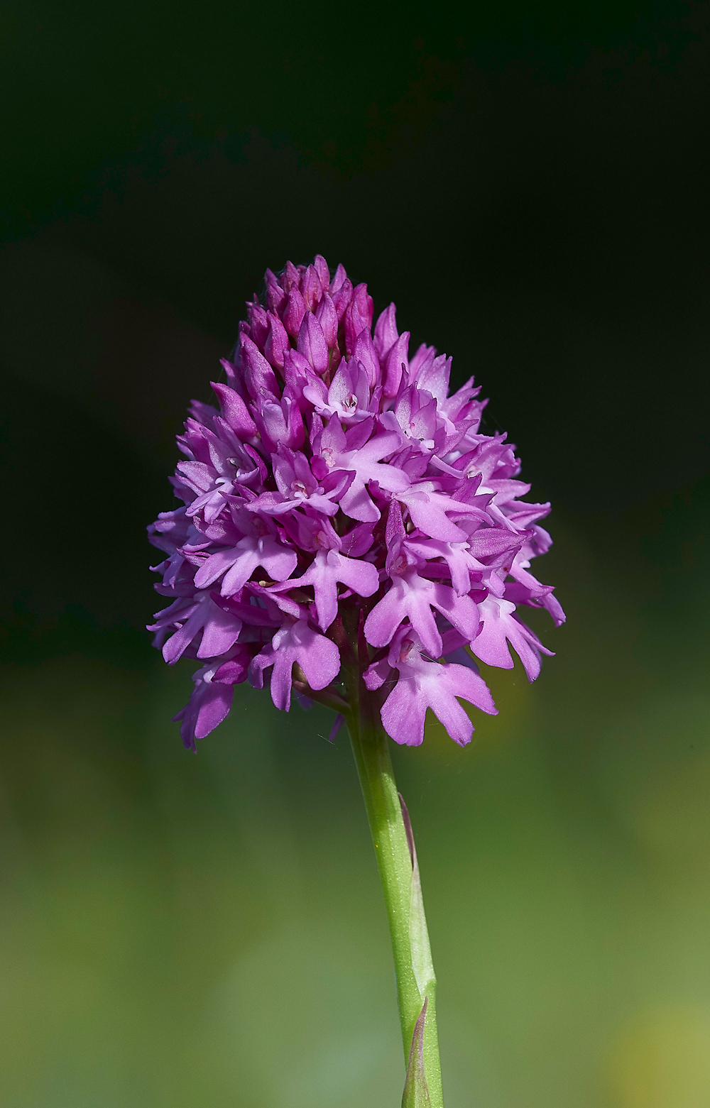 NoarHillPyramidalOrchid240618-5
