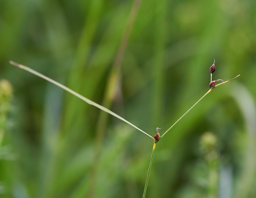 NoarHillSedge210618-1