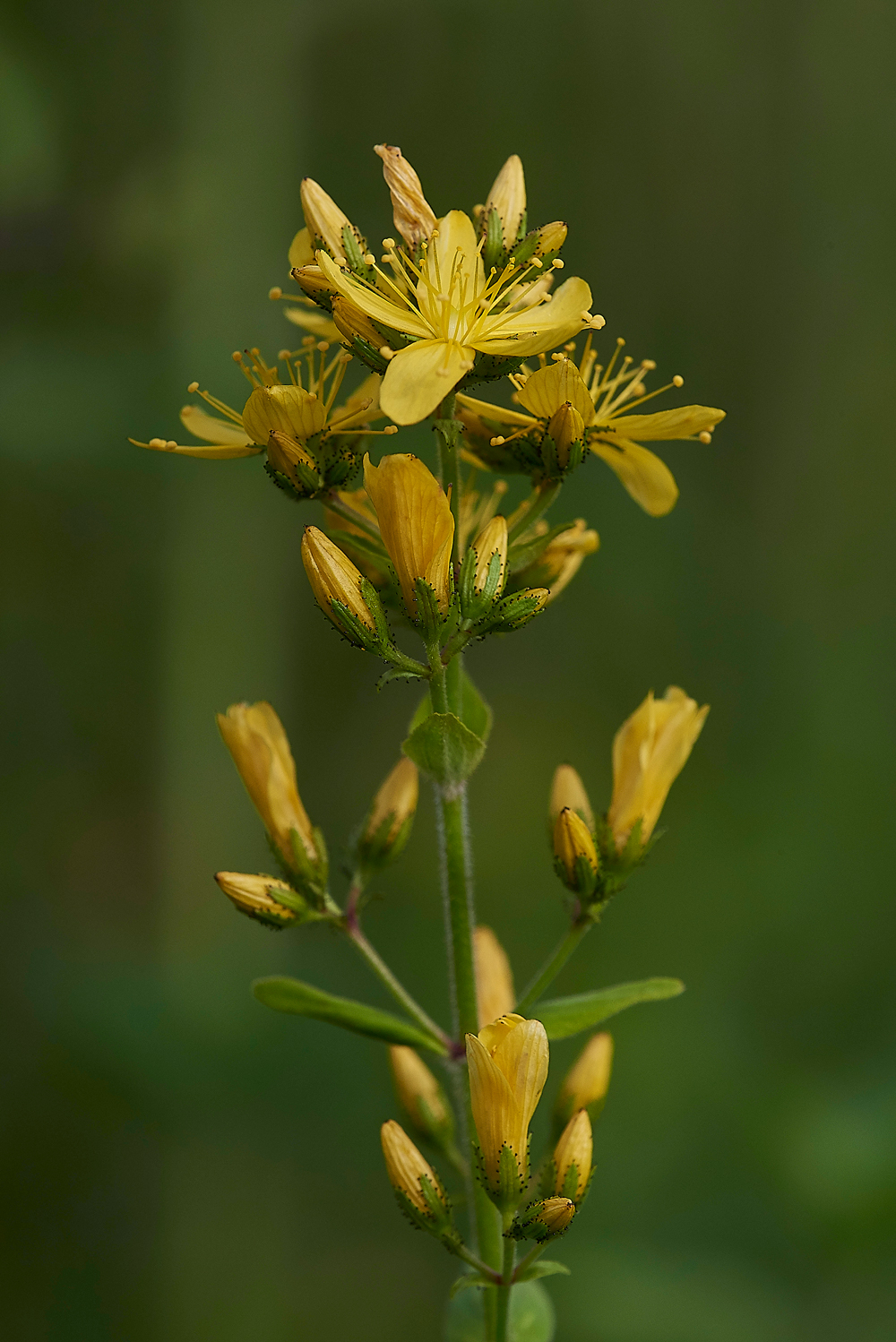 NoarHillStJohn&#39;sWort210618-1
