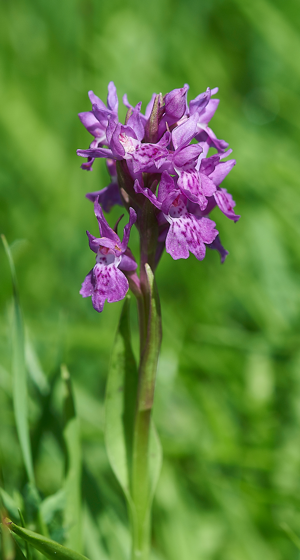 NorthernMarshGairbarrows280518-1