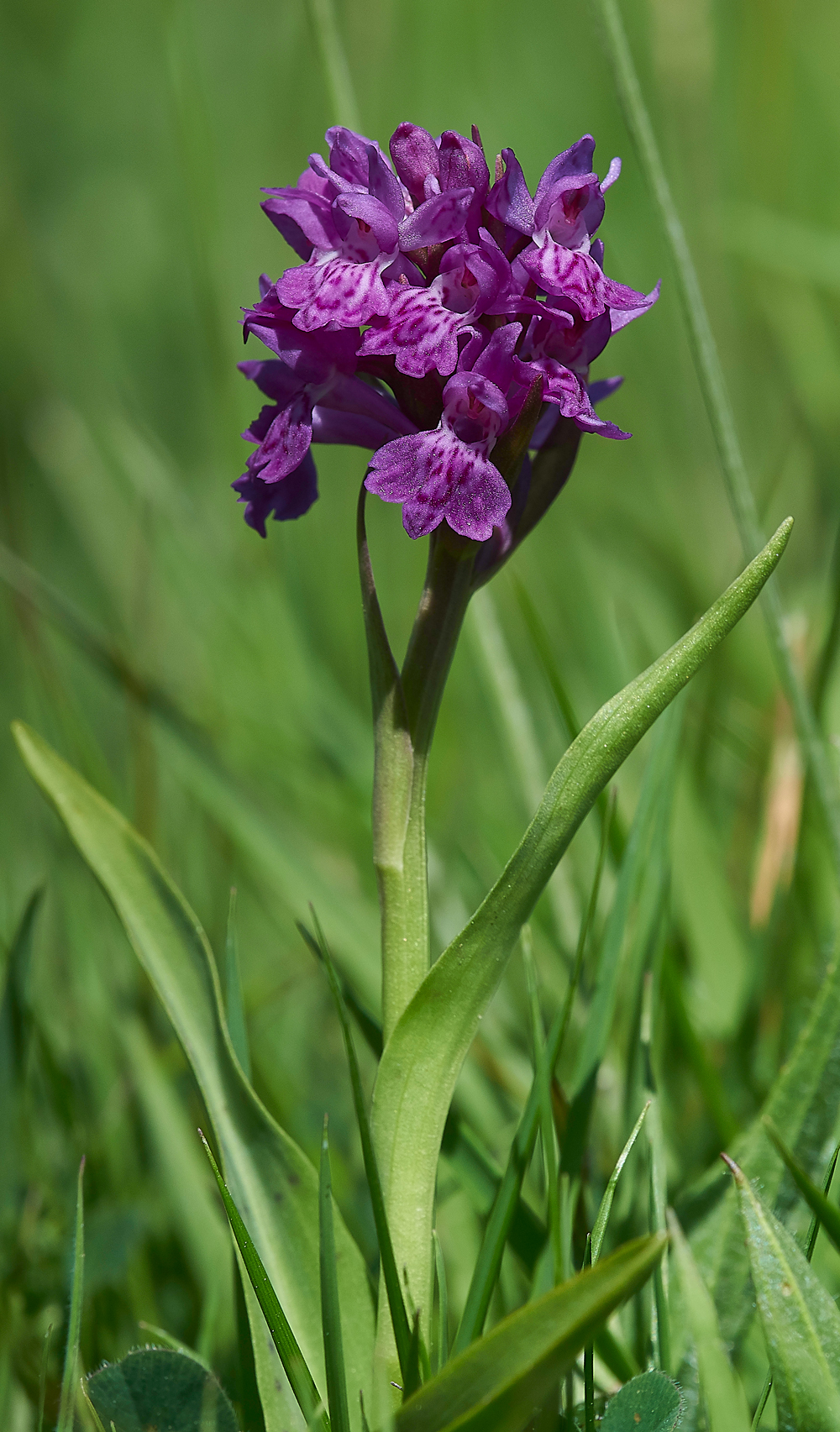 NorthernMarshGairbarrows280518-3