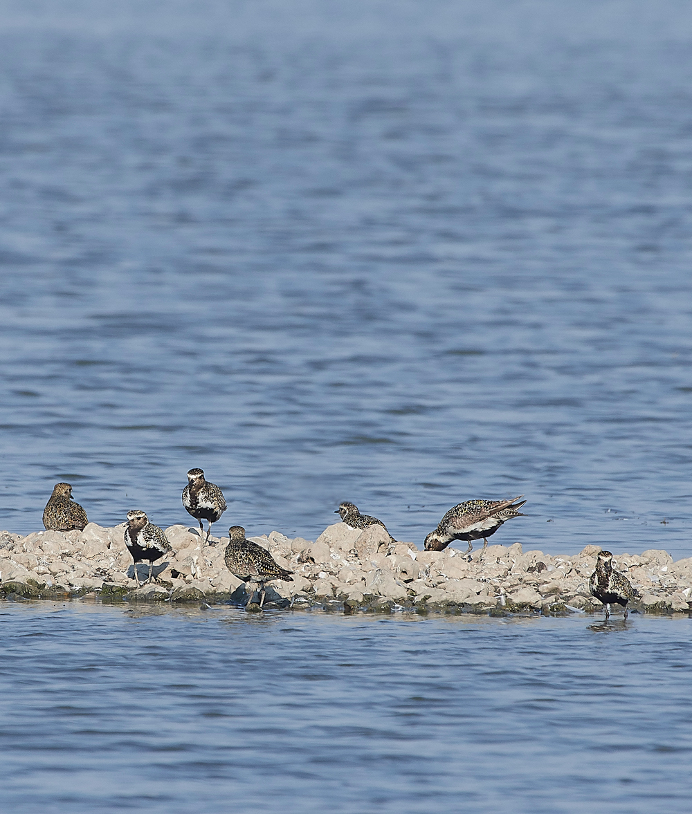 OareMarshesGoldenPlover260718-1