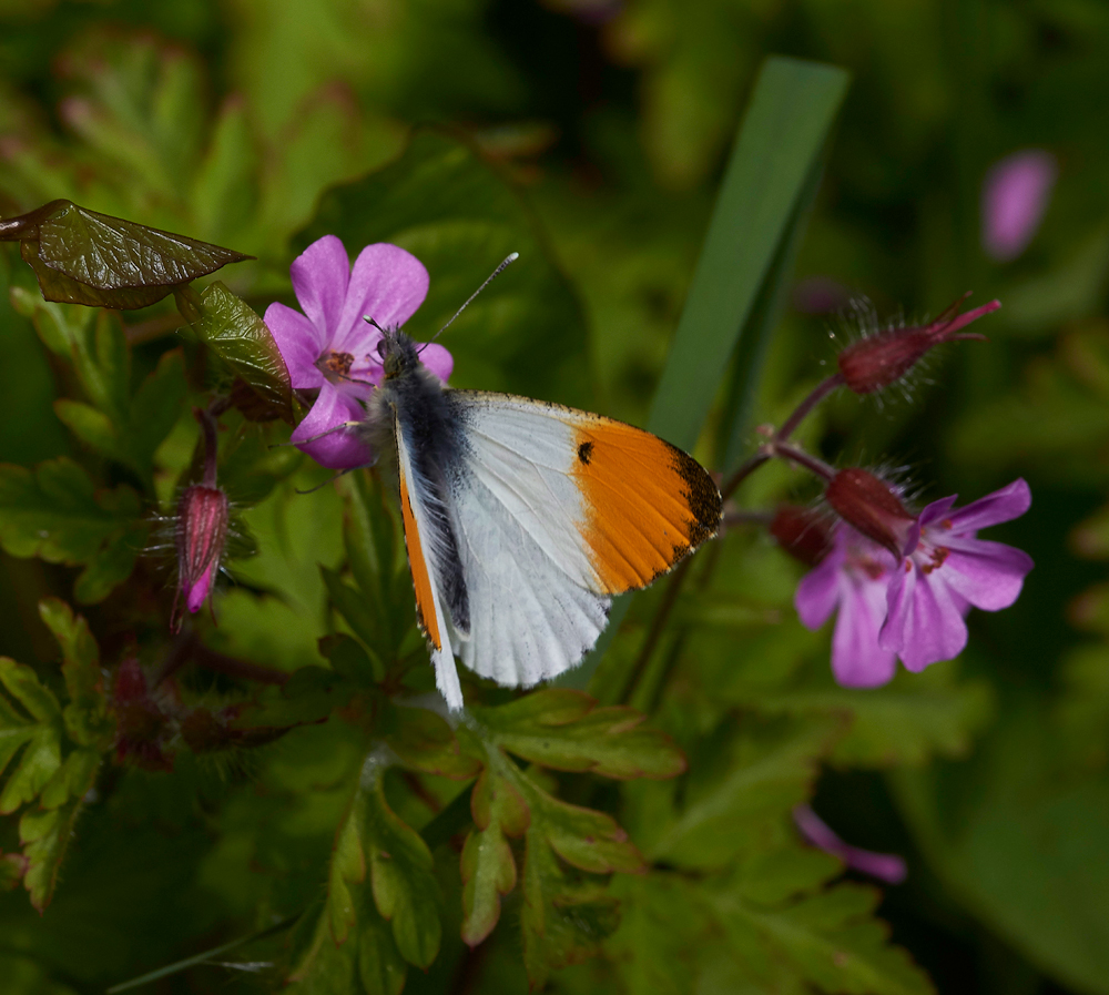 OrangeTip170518-1