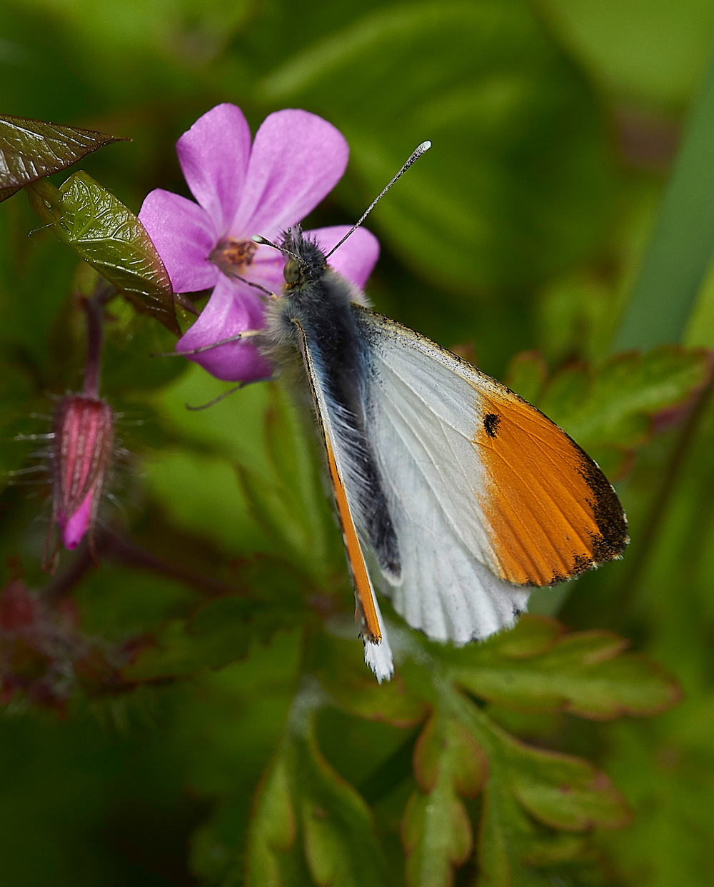OrangeTip170518-2