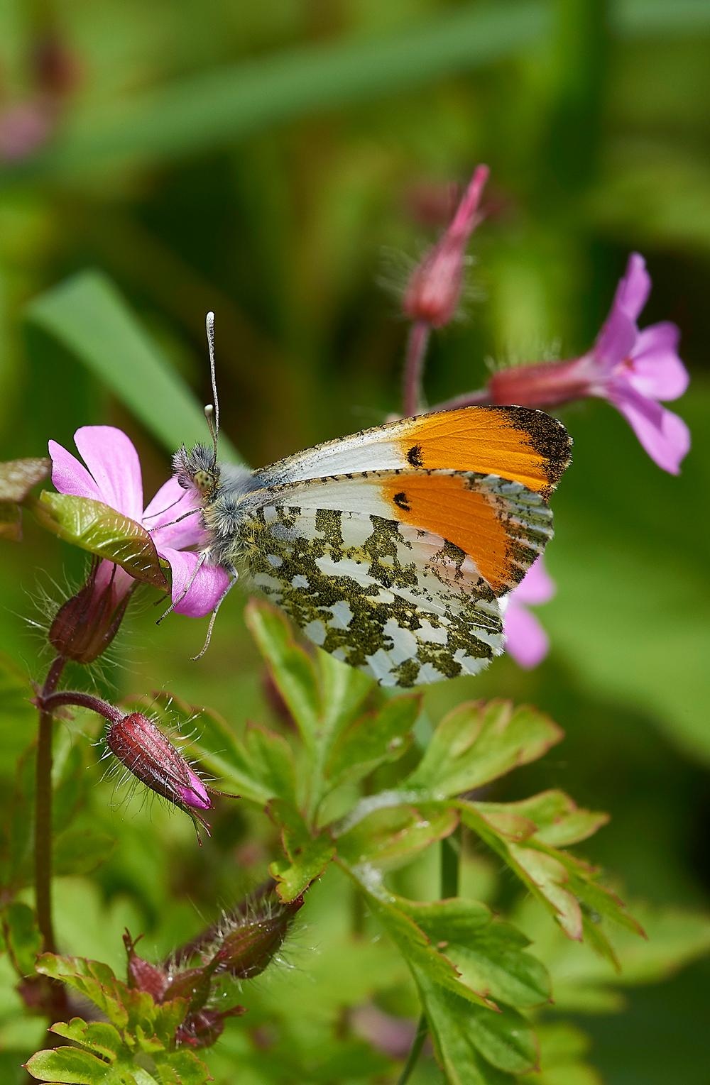 OrangeTip170518-3