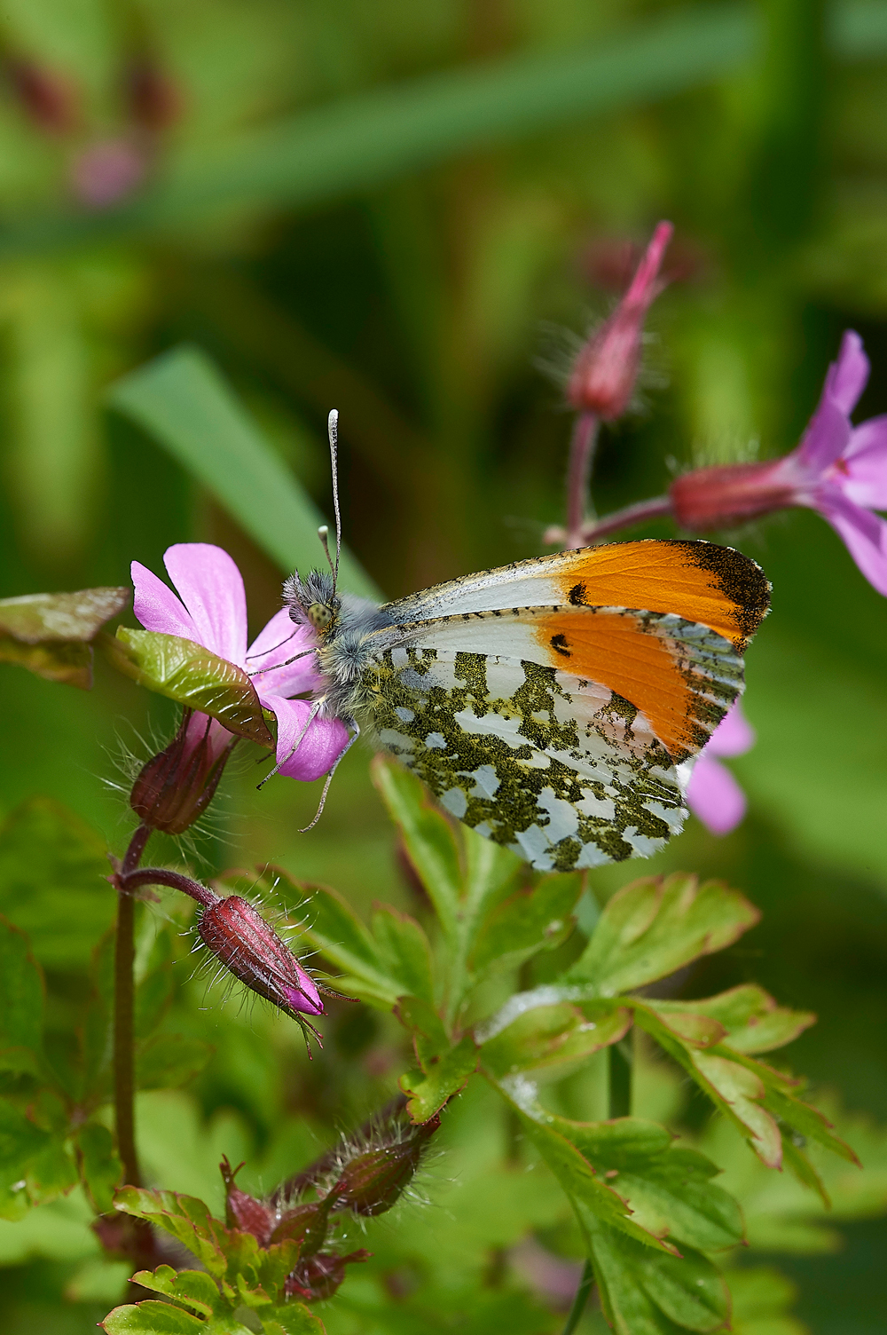 OrangeTip170518-4