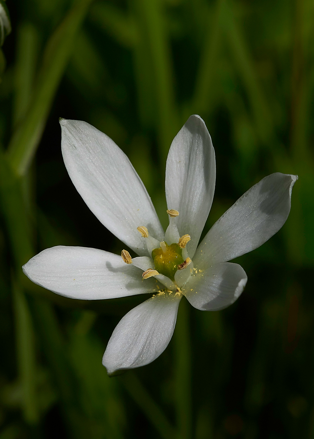 Ornithogalum170518-1