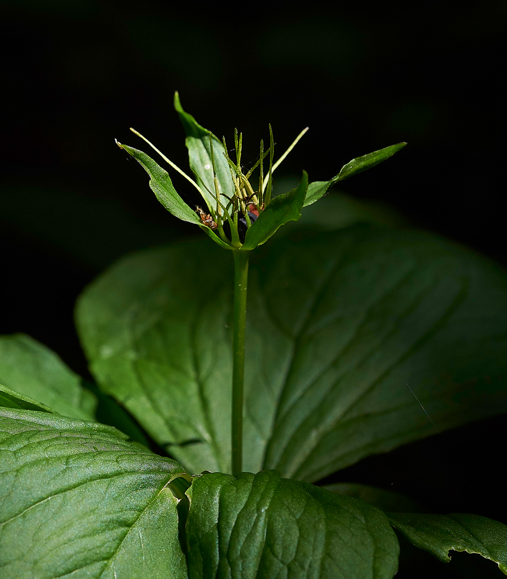 ParisGaitBarrows280518-2