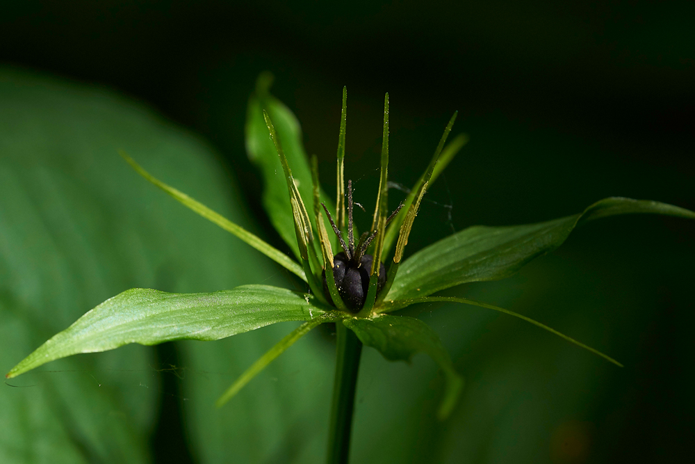 ParisGaitBarrows280518-3