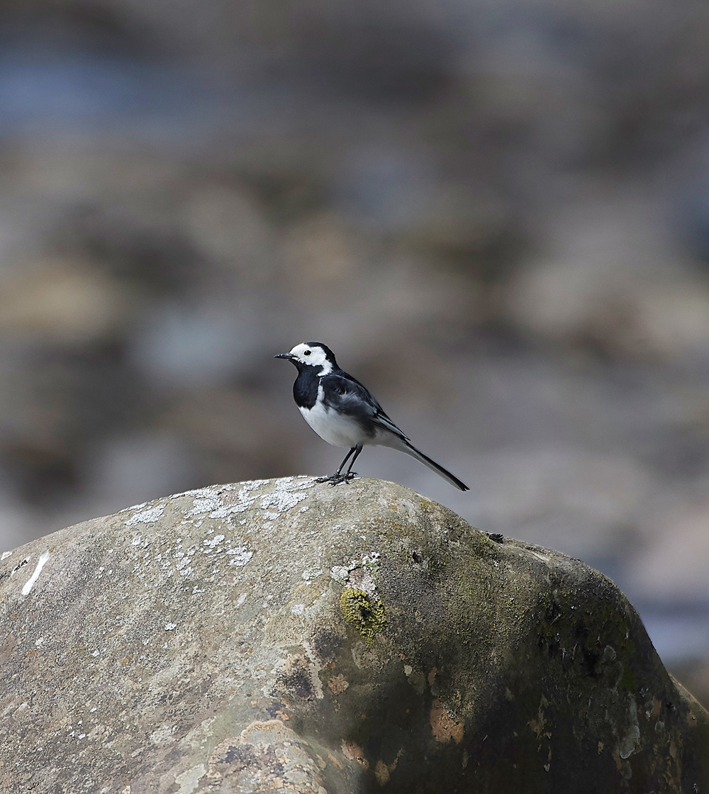 PiedWagtailLowerForce010618-1