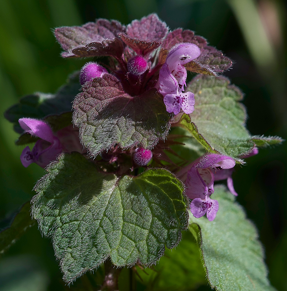 PinkDeadNettle010518-1