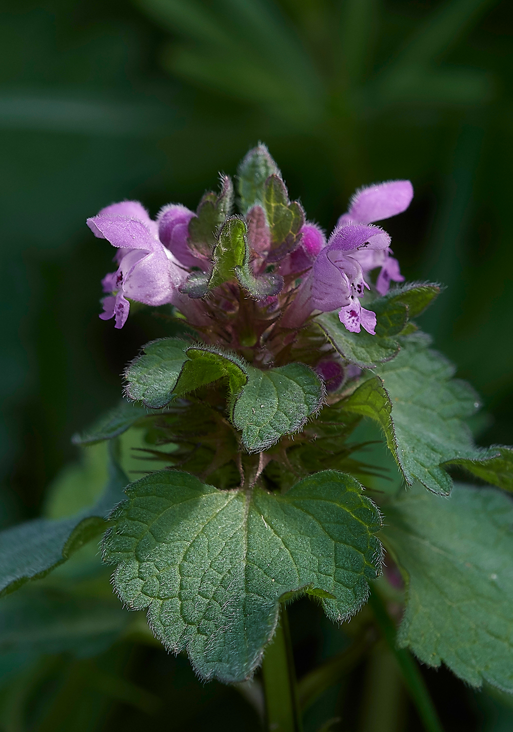 PinkDeadNettle010518-2