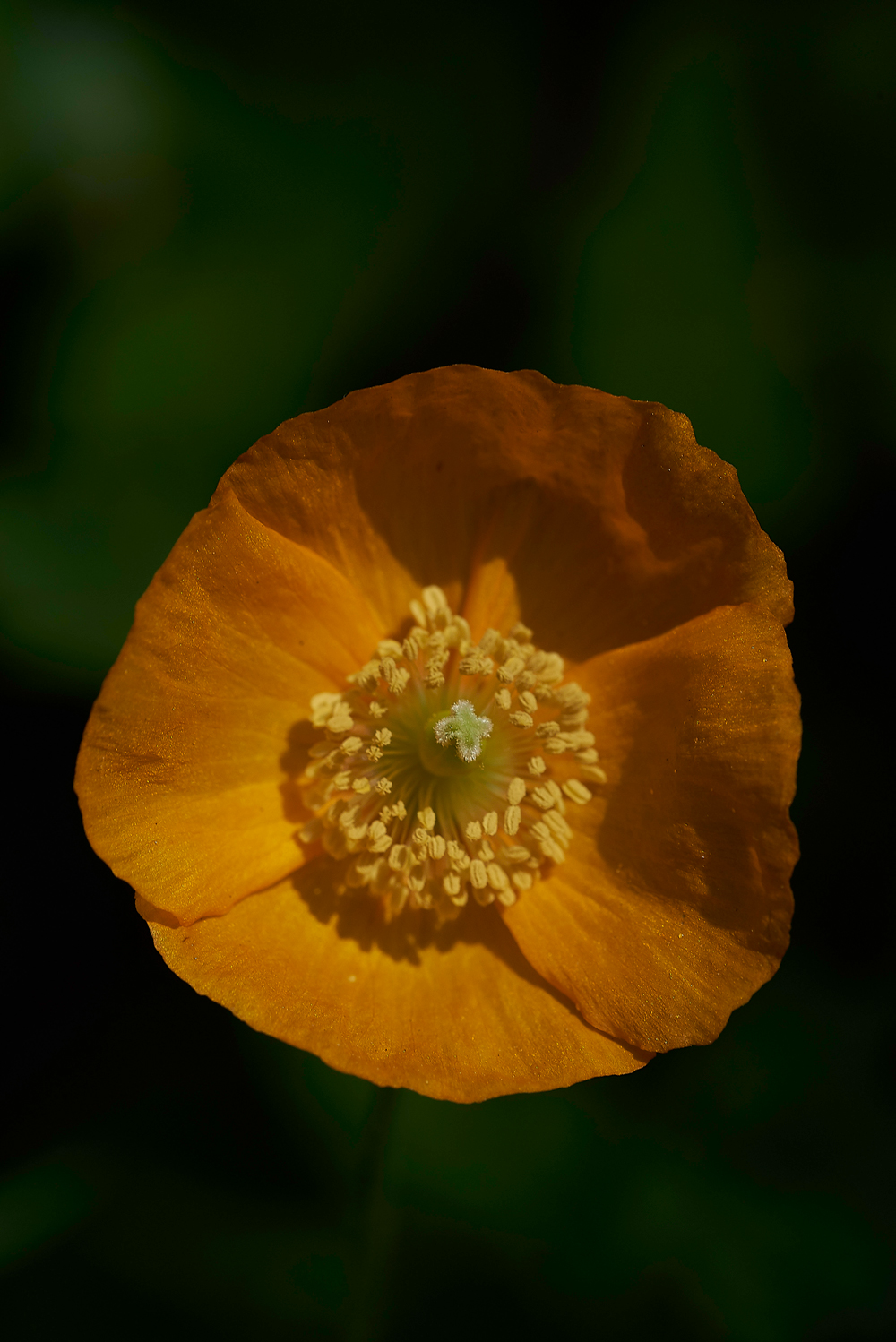 PoppyGaitBarrows280518-1