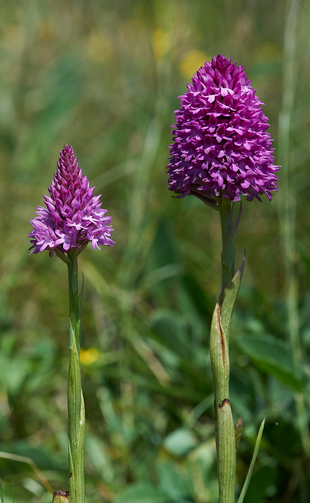 PortlandPyramidalOrchid220618-1