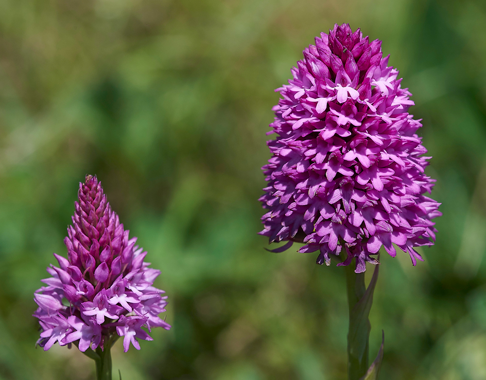PortlandPyramidalOrchid220618-2