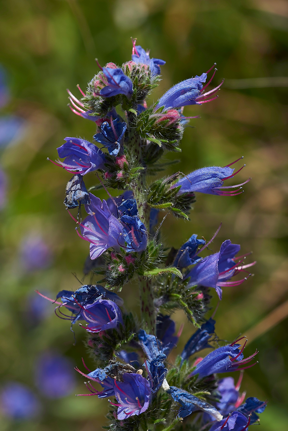 PortlandViper&#39;sBubloss210618-1