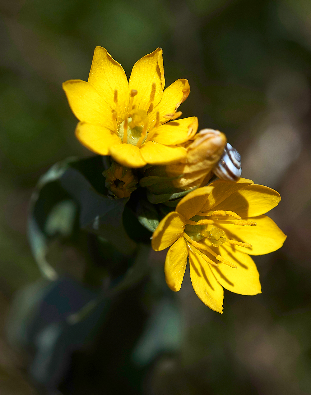 PortlandYellowWort220618-1