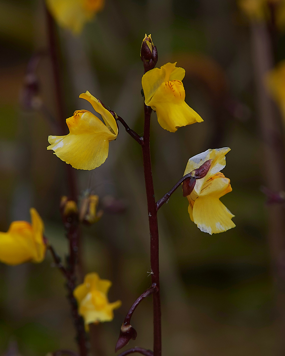 PotterHeighamMarshesBladderwort060718-1