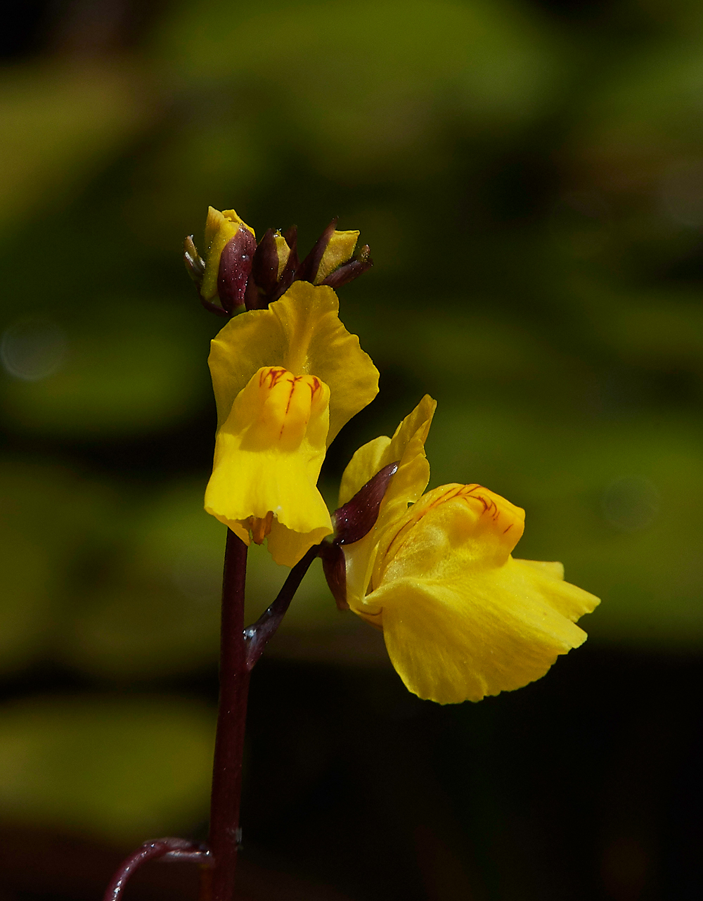 PotterHeighamMarshesBladderwort060718-2