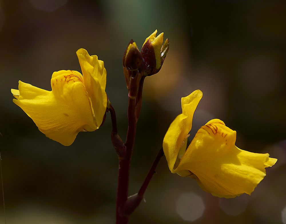 PotterHeighamMarshesBladderwort060718-3
