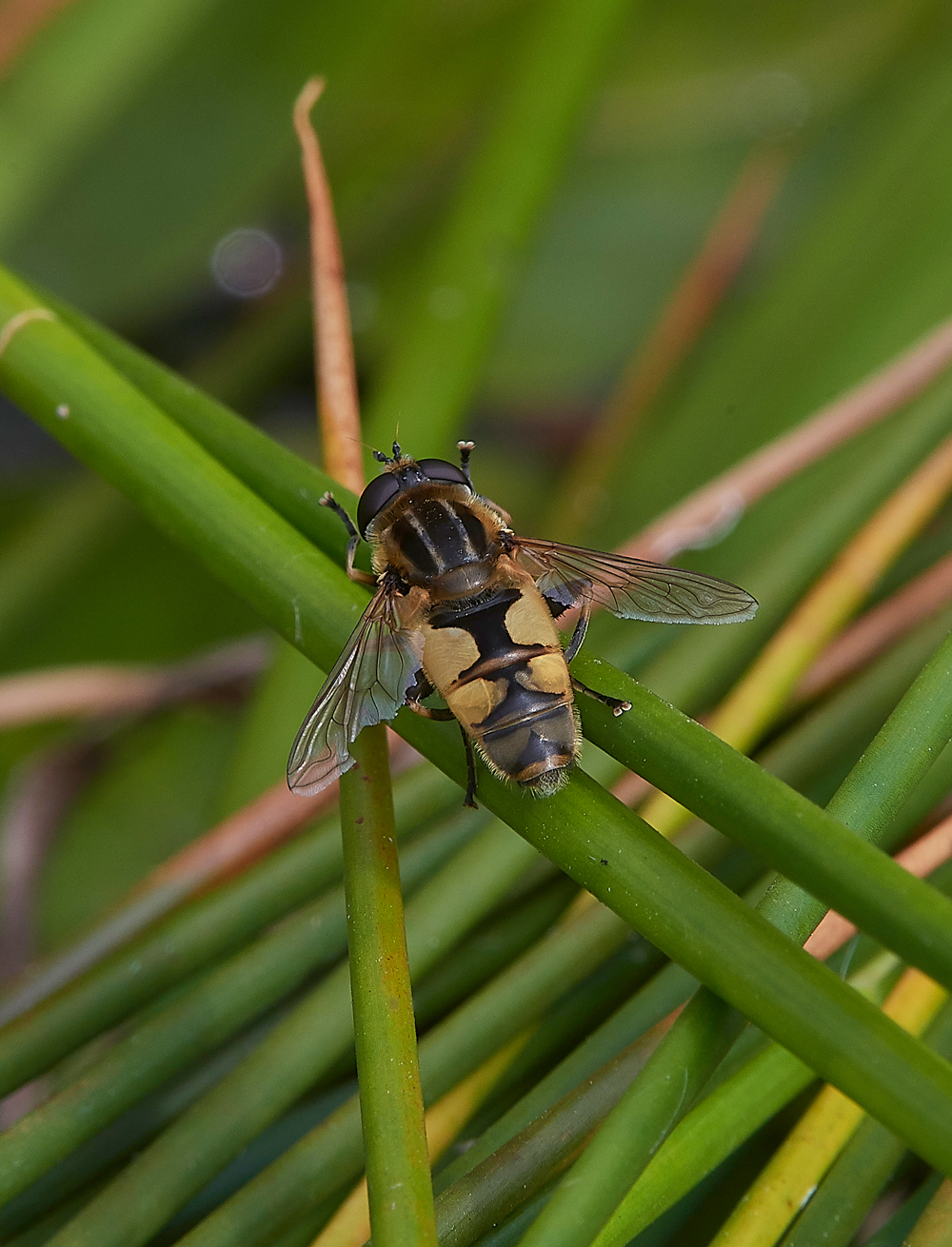 PotterHeighamMarshesHoverfly060718-1