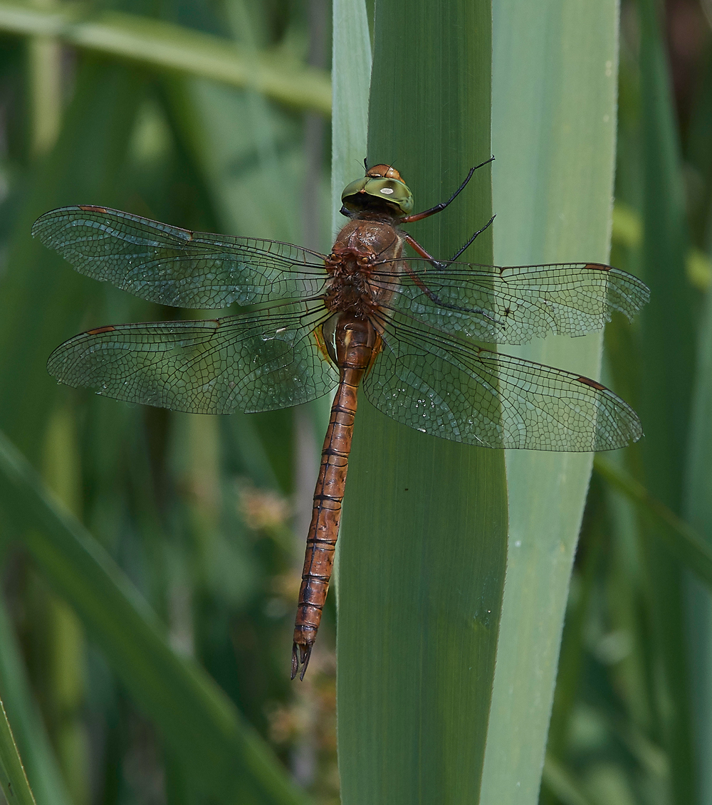 PotterHeighamMarshesNorfolkHawker060718-1