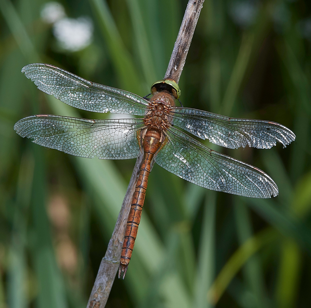 PotterHeighamMarshesNorfolkHawker060718-2