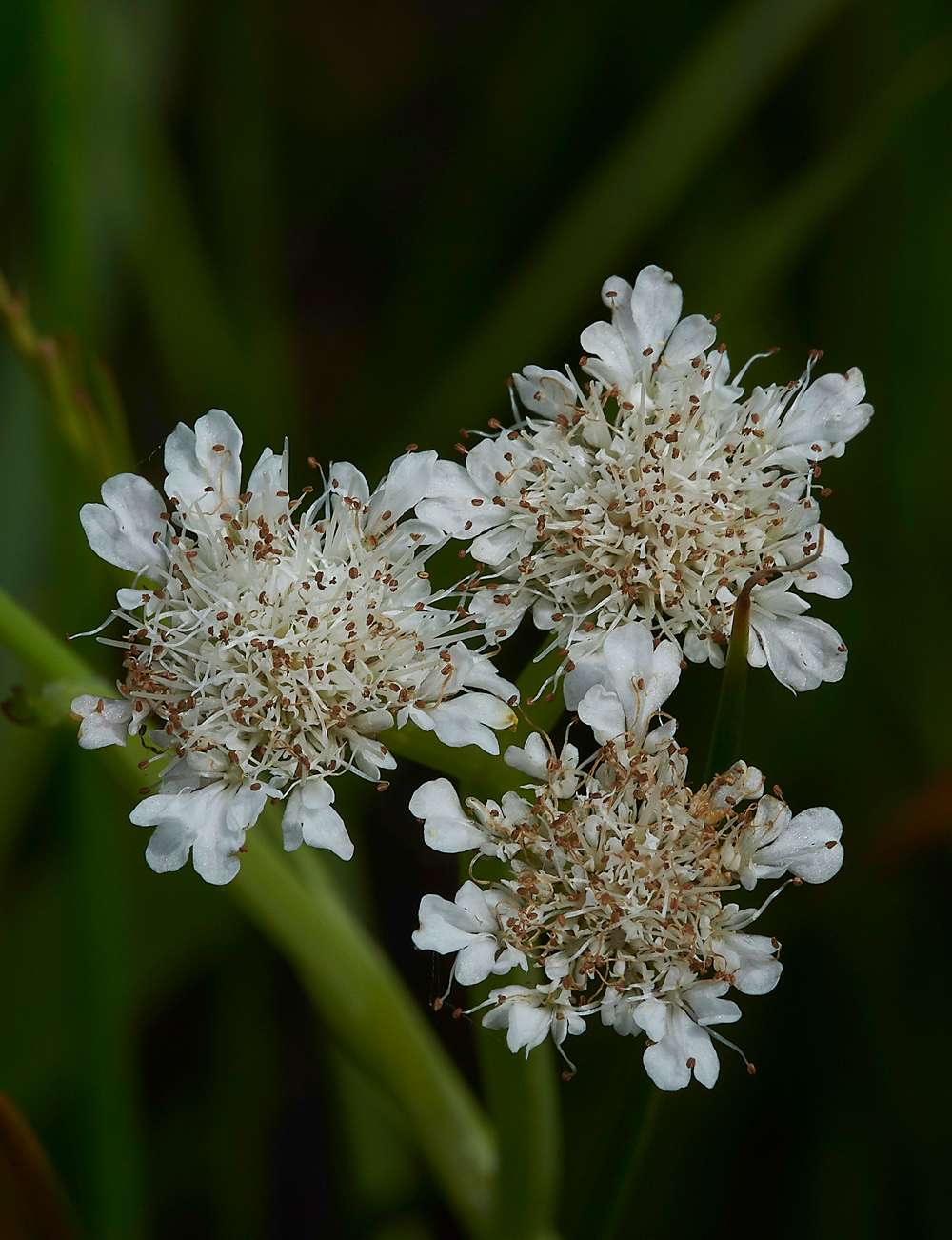 PotterHeighamMarshesTubularWaterDropwort060718-1