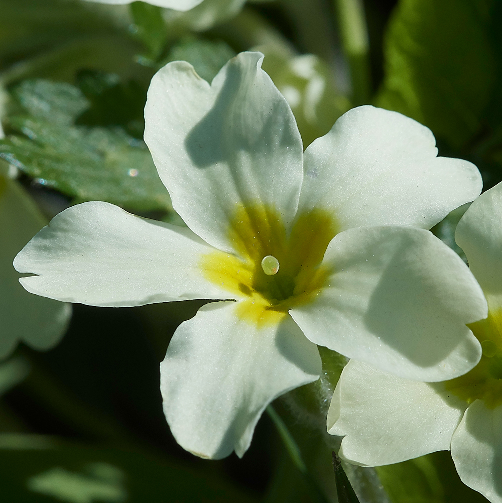 Primrose010518-1