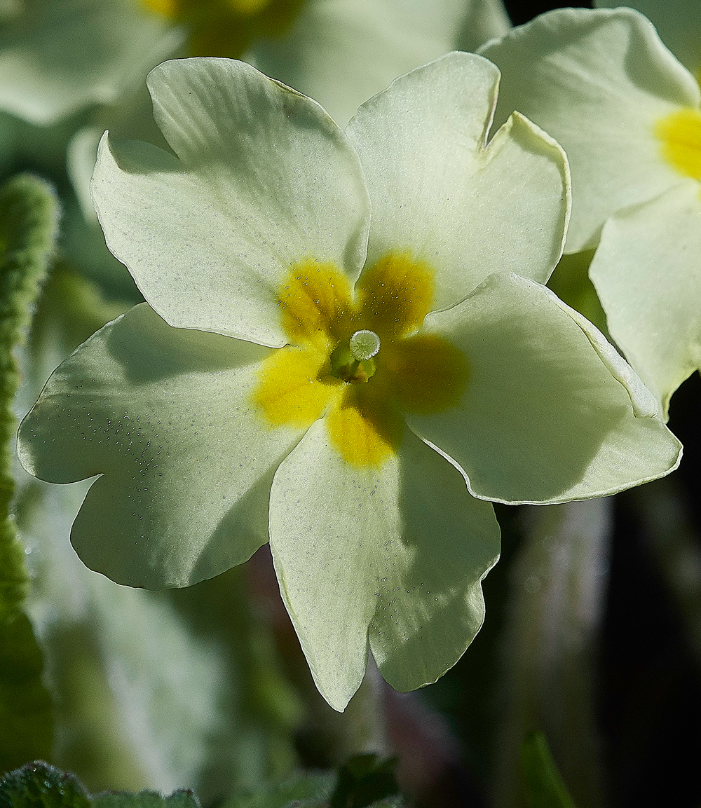 Primrose010518-3