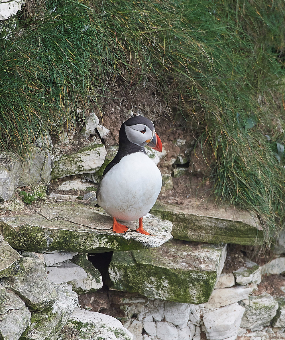 PuffinBempton020618-1