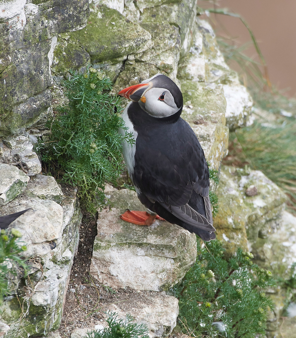 PuffinBempton020618-2