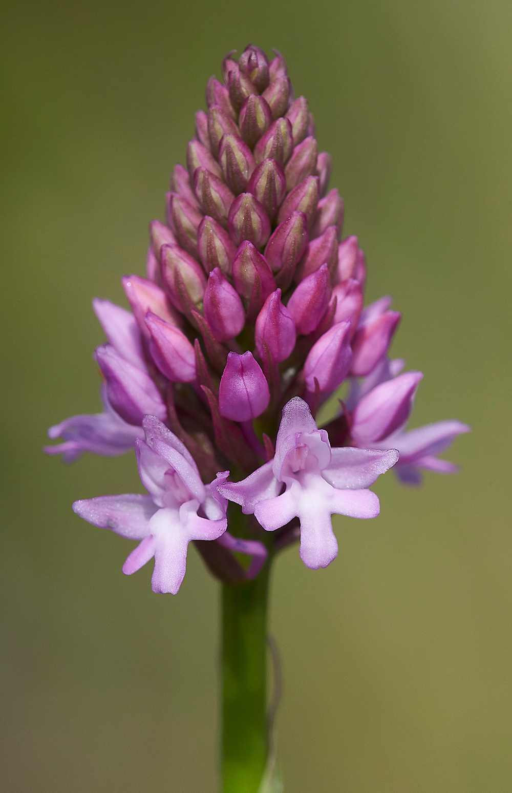 PyramidalOrchid070618-1