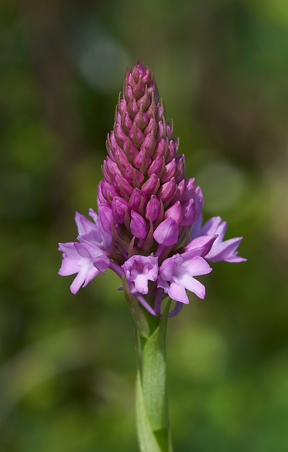 PyramidalOrchid070618-2
