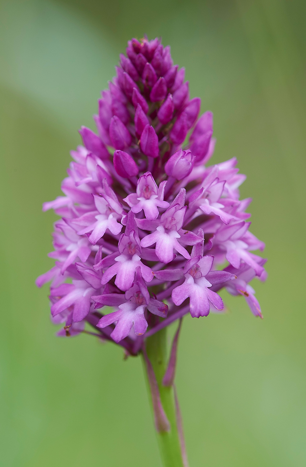 PyramidalOrchid190618-1